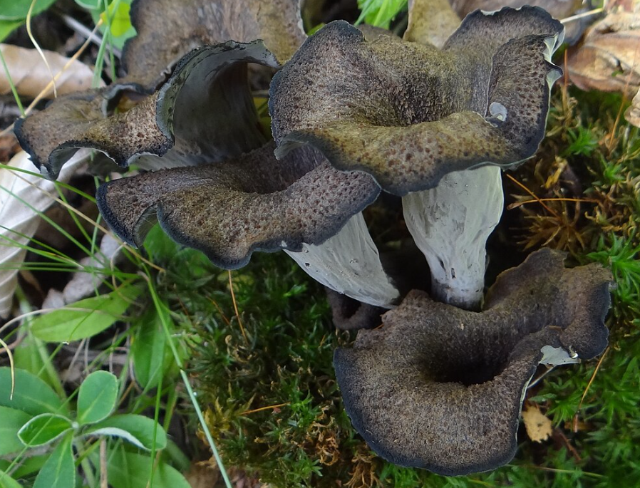 Zdjęcie "Czarne złoto" w polskich lasach! #1